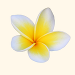 Frangipani 