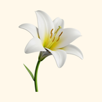 Lily 