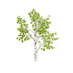 Birch