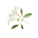 Honeysuckle