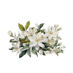 Jasmine