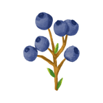 Juniper Berries