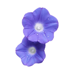Lavendar