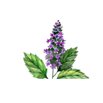 Patchouli