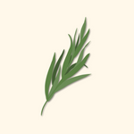 Tarragon 