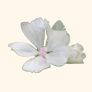 Hero ingredient 5