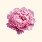 Peony 
