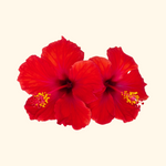 Hibiscus 